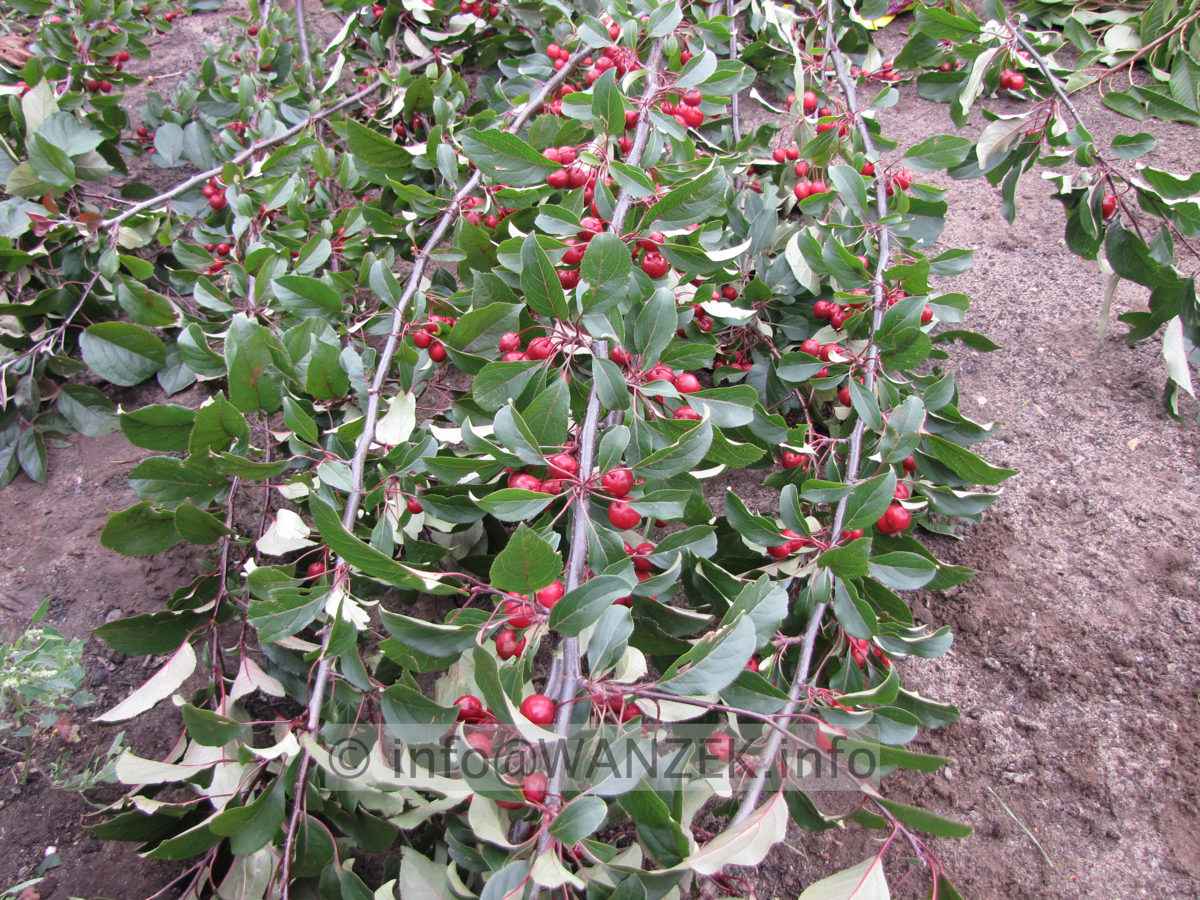 Malus Mokum Fruechte 5.JPG